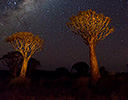 Quivertree and Milkyway Namibia