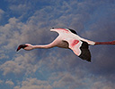 Lesser Flamingo, Namibia