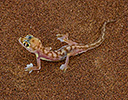 Web-footed Gecko Namib Desert, Namibia