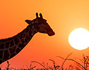 Sunset and Silhouetted Giraffe, Etoshha NP Namibia
