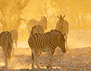 Zebra herd sunrise and dust, Etosha NP Namibia Africa