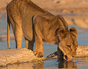 Lioness at waterhole Etosha NP Namibia Africa