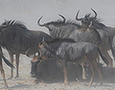 Wildebeest in sand storm, Etosha NP, Namibia Africa