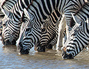 Zebra Etosha NP, Namibia Africa