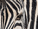 Zebra Etosha NP, Namibia Africa
