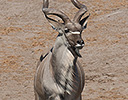 Bull Kudu waterhole, Etosha NP, Namibia, Africa