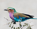 Lilac-breasted Roller, Etosha NP, Namibia Africa