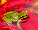 Pacific tree frog on floating leaves