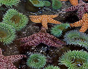 Green Anemome & Starfish low tide Rialto Beach, Olympic N.P., Washington