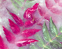 Mahonia frozen in water Reds and Greens, Sammamish Washington