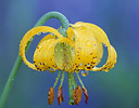 Columbia Tiger Lily and lupine, Hurricane Ridge Olympic N.P., Washington