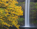 Silver Falls State Park, Oregon Autumn colors and South FallsSilver Falls State Park, Oregon Autumn colors and South Falls
