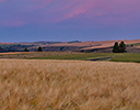 Sunrise and Barley Field near Colfax, Eastern Washington