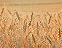 Wheat at harvest time Palouse area of Eastern Washington