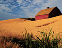 Red Barn in Wheat Field at Harvest Time, Eastern Washington