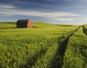 Lone Barn in Spring Wheat Field, Johnson Ea. Washington