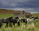 Abandoned home and horse in Palouse Country of Eastern Washington