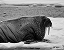 High Arctic of Spitsbergen Norway - Male Walrus