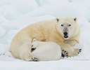 High Arctic of Spitsbergen Norway - Polar Bear