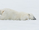 High Arctic of Spitsbergen Norway - Polar Bear