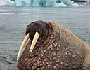 High Arctic of Spitsbergen Norway - Male Walrus