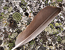 High Arctic of Spitsbergen Norway - Barnacle Goose Wing Feather