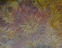 Petrified Coral Indonesia