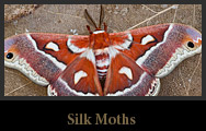 Silkmoths
