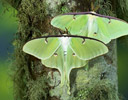 Pair of Luna Moths - Actias luna on lichen covered Alder Tree, Sammamish Wa.