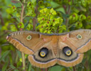 Antheraea polyphemus - Polyphemus Silk Moth