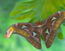 Attacus atlas - Atlas Silk Moth