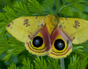 Automeris io - Io Silk Moth