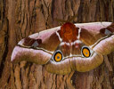 Bunaea alcinoe - Common Emperor Silk Moth