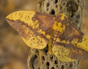 Eacles imperialis - The Imperial Moth