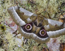Gonimbrasia zambesnia African Silk Moth