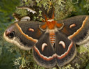Hyalophora cecropia - Cecropia Silk Moth