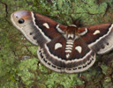 Hyalophora columbia - Columbia Silk Moth
