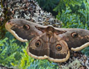 Saturnia pyri - Great Pacock Moth