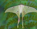 Indian Moon Moth - Actias selene on fern