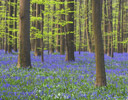 Blue Bells in Forests of Belgium