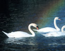 Mute Swans and Rainbow