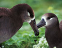 Black-footed Albatross Midway Island