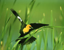Yellow-headed Black Bird male on cattails, Summer Lake, Ea. Oregon