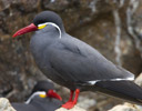 Inca Tern, Paracas Peru
