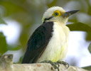 White Woodpecked Melanerpes candidus Pantanal Brazil