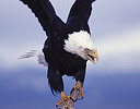 Wings out Bald Eagle Homer Alaska