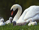 Mute Swan with babies Vermont