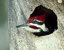 Pileated Woodpecker in nesting hole Sandibel Island, Florida