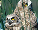 Pair of young Horned Owls in reeds Summer Lake, EA. Oregon