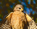 Red-shouldered Hawk wings spread Everglades NP, FL.